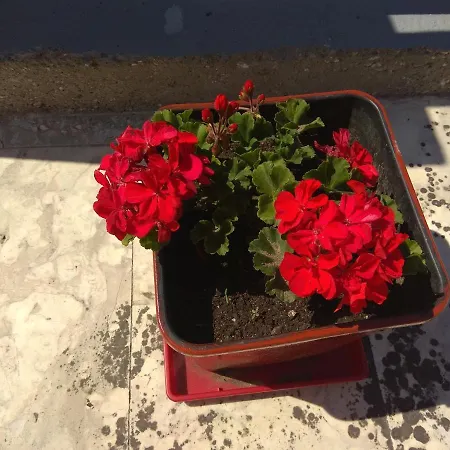 Arxontiko Apartman *