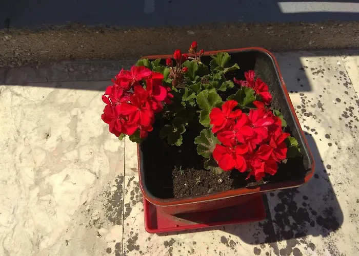 Arxontiko Apartamento *