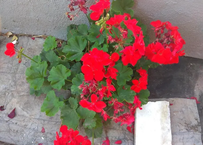 Apartman Arxontiko